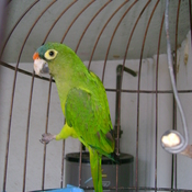 Orange-fronted Parakeet